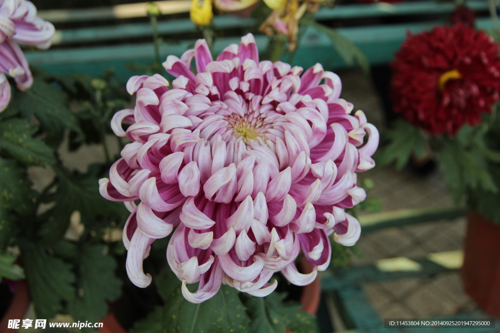 菊花