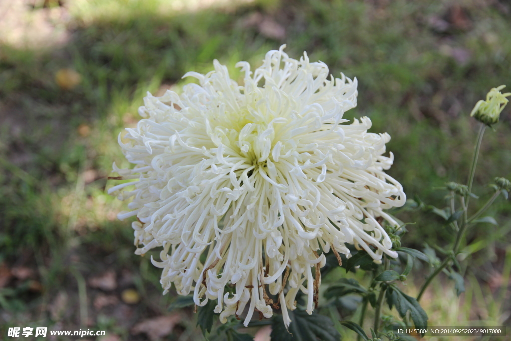 菊花