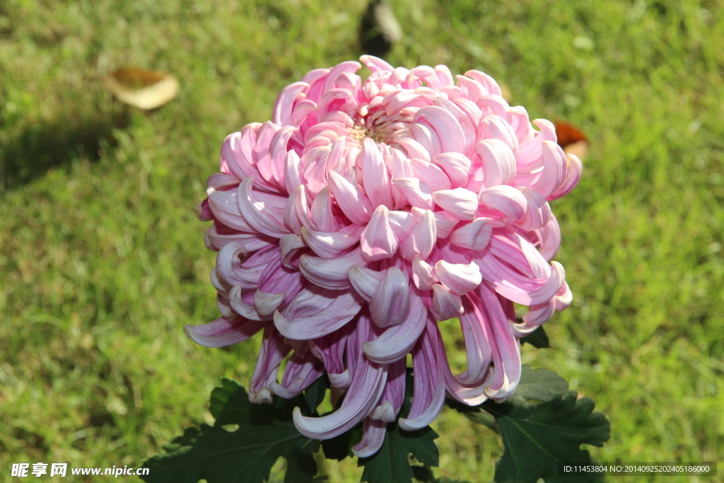 菊花