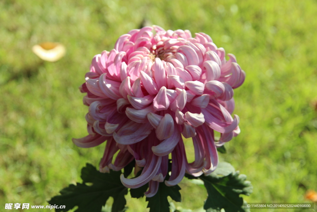 菊花