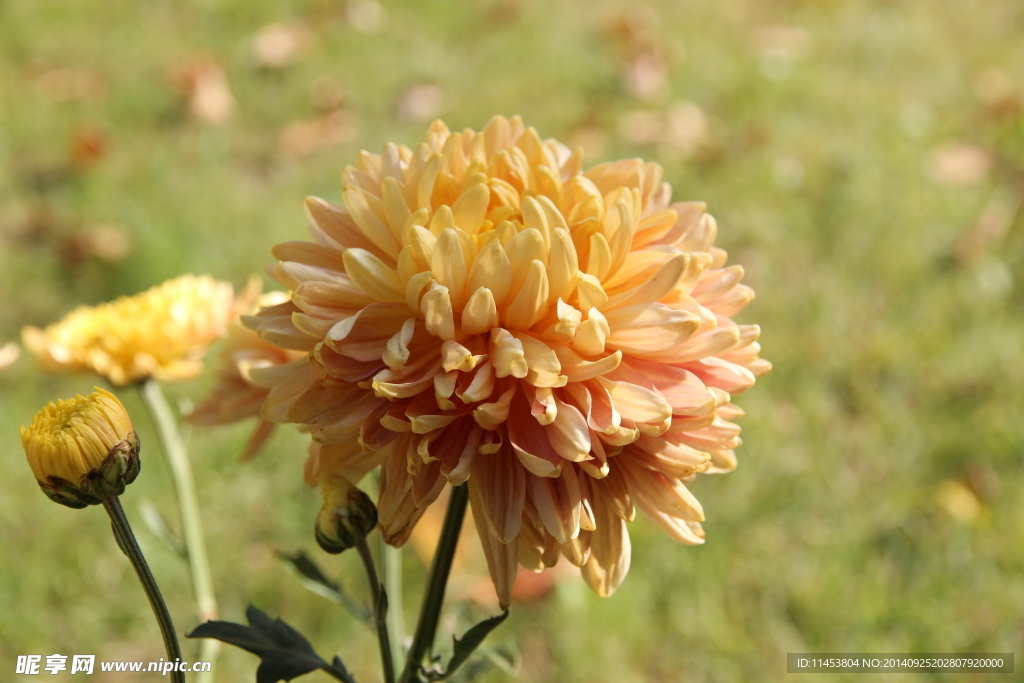 菊花