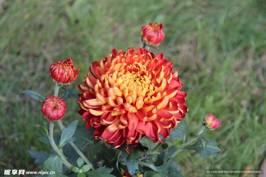 菊花