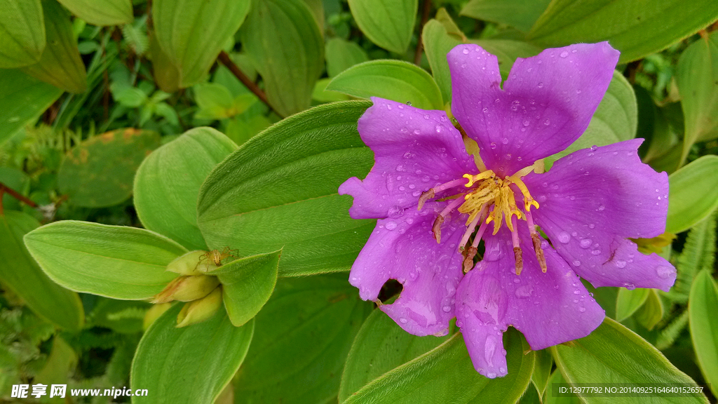 野牡丹