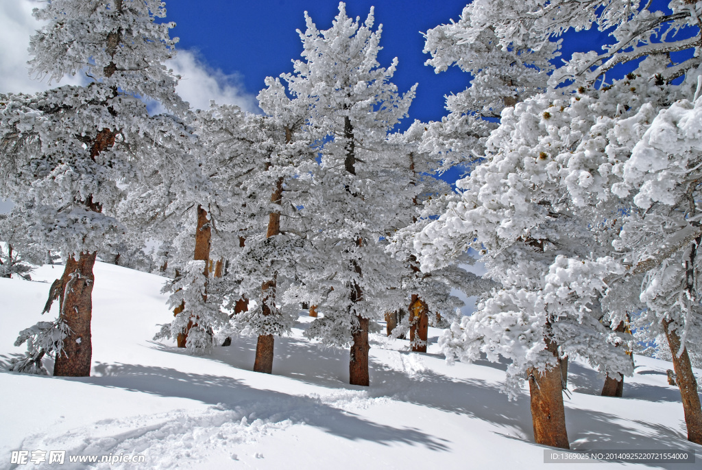 冬日雪景