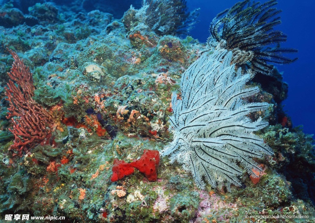 海洋生物