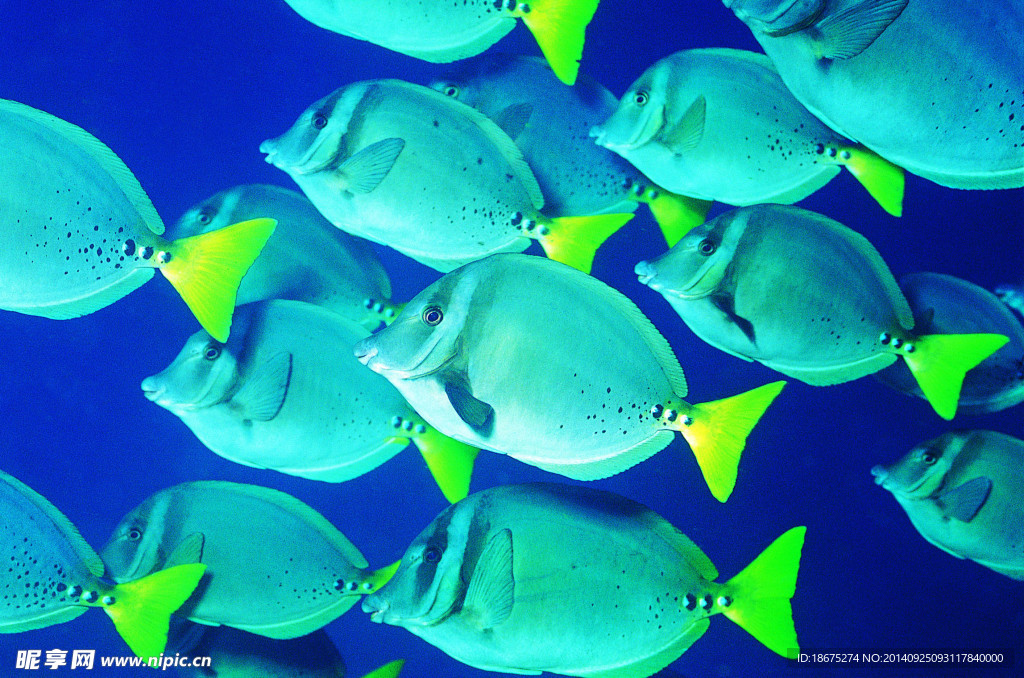 海洋微生物