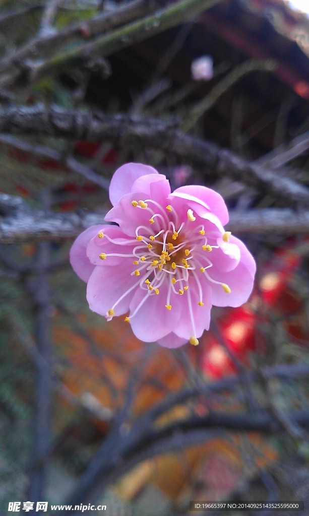 梅花
