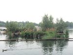 北京 后海公园 鸭子