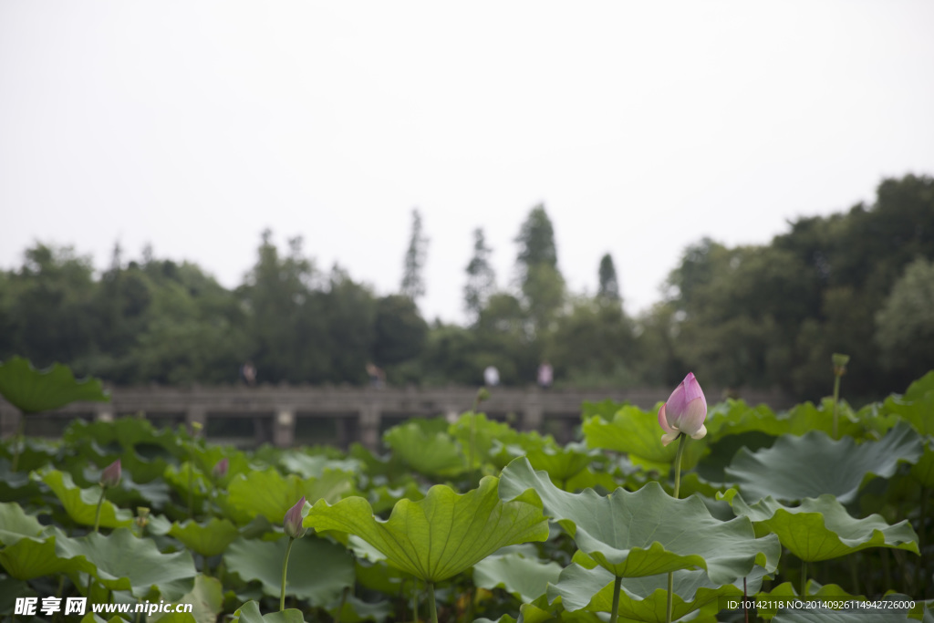 杭州西溪湿地