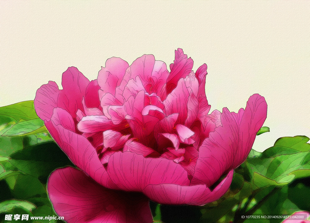 线描牡丹