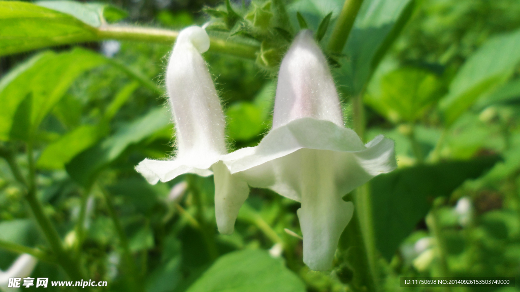 芝麻花