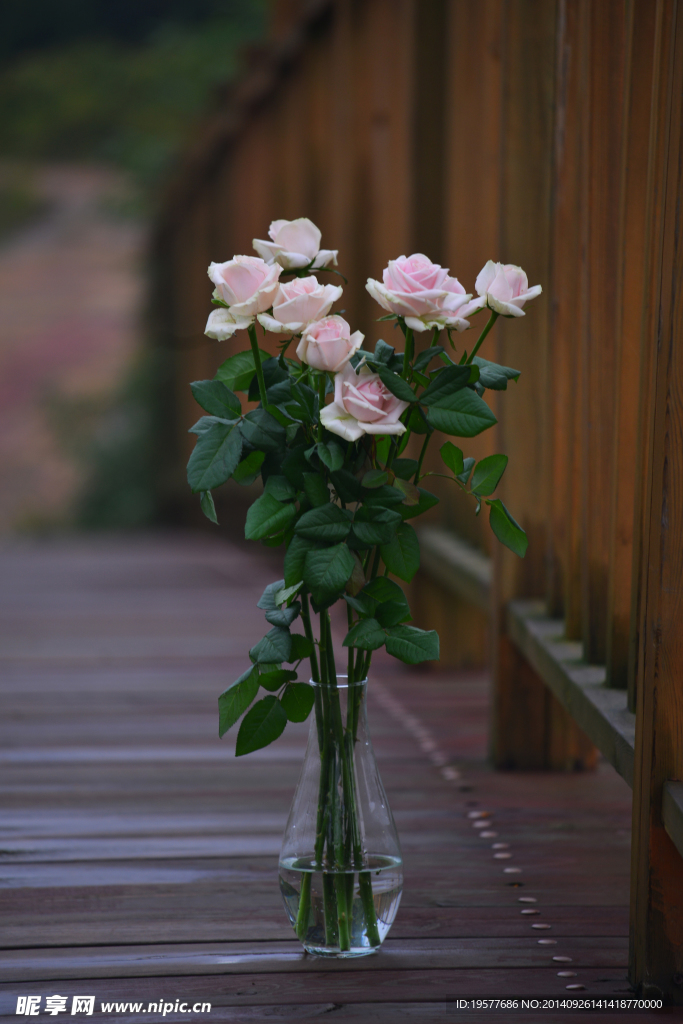 玫瑰花