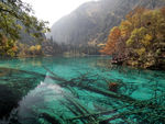 九寨沟孔雀海