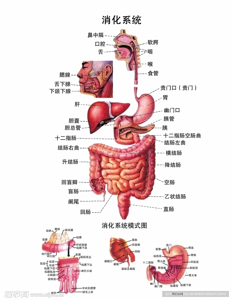 消化系统解剖图PSD完全分层