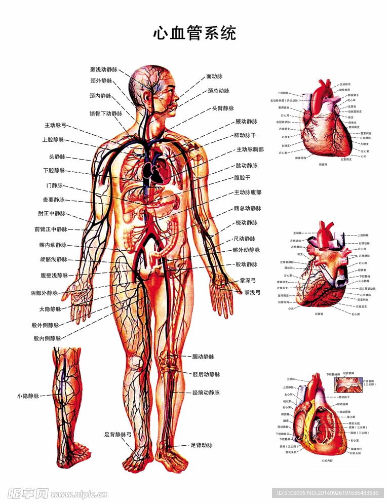 心血管系统解剖图PSD