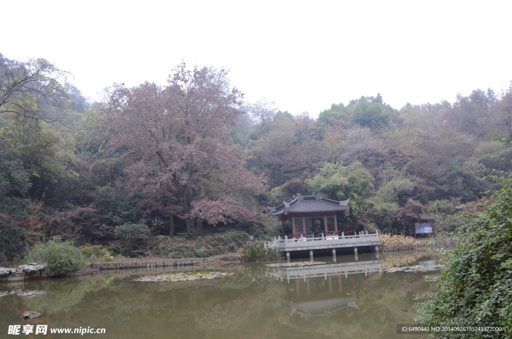 秋叶 红枫叶  秋景 栖