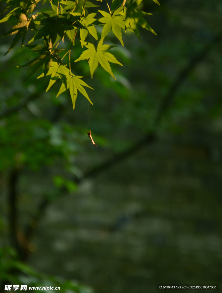 小野花植物