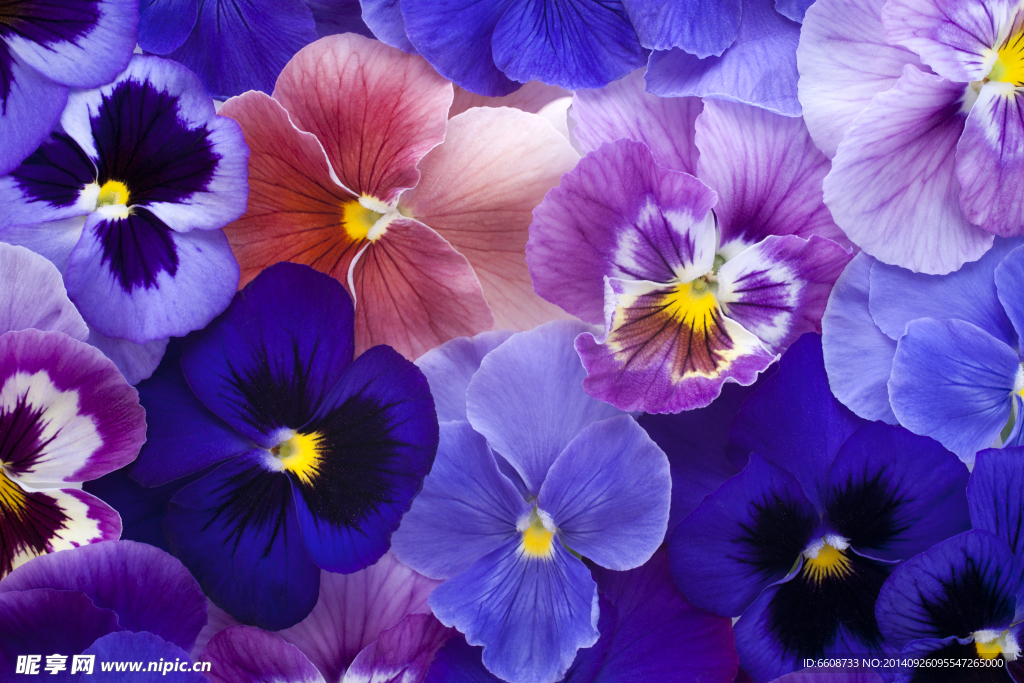 鲜花