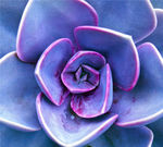 鲜花