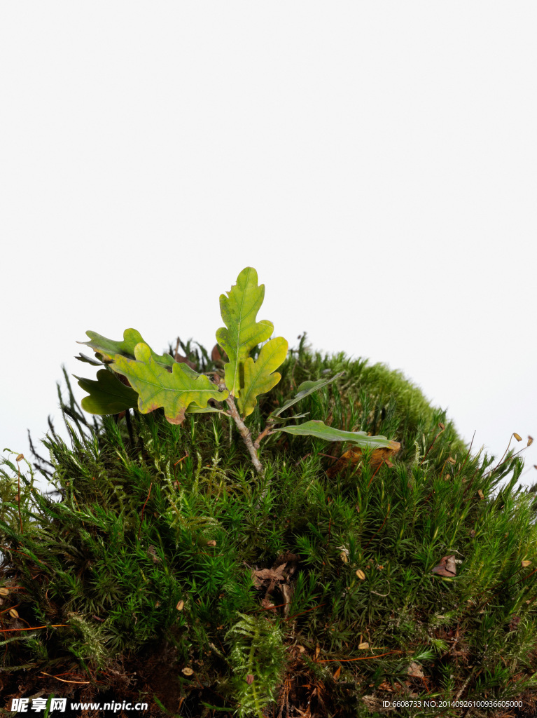 苔藓树叶