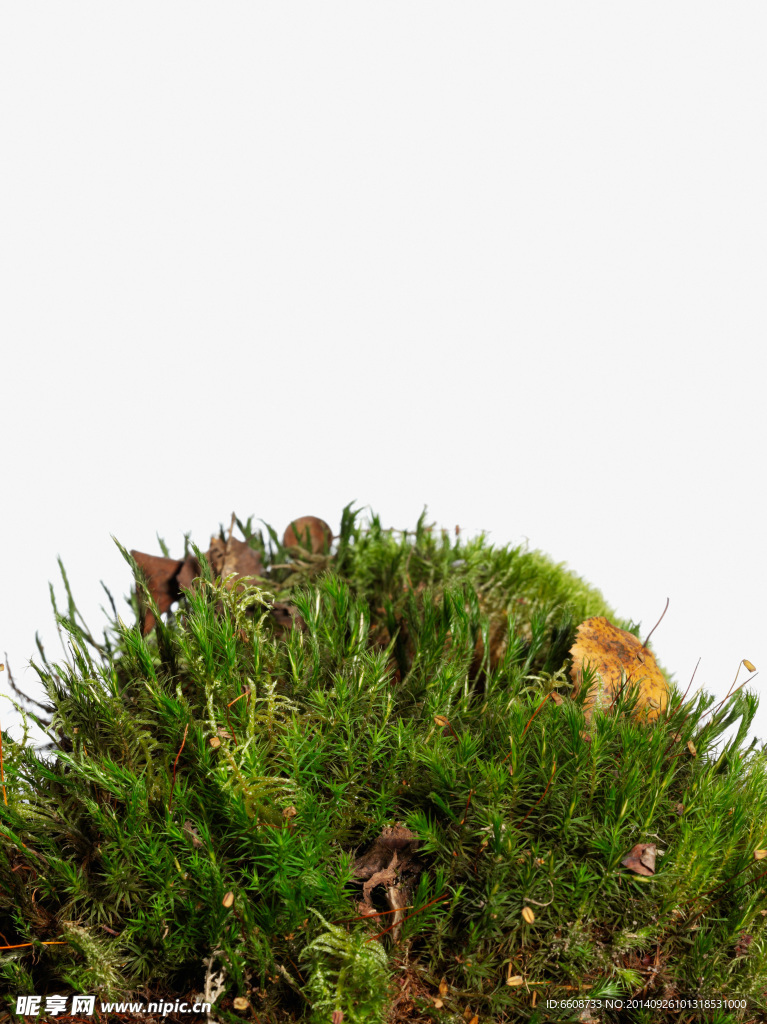 苔藓