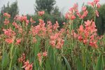 花儿