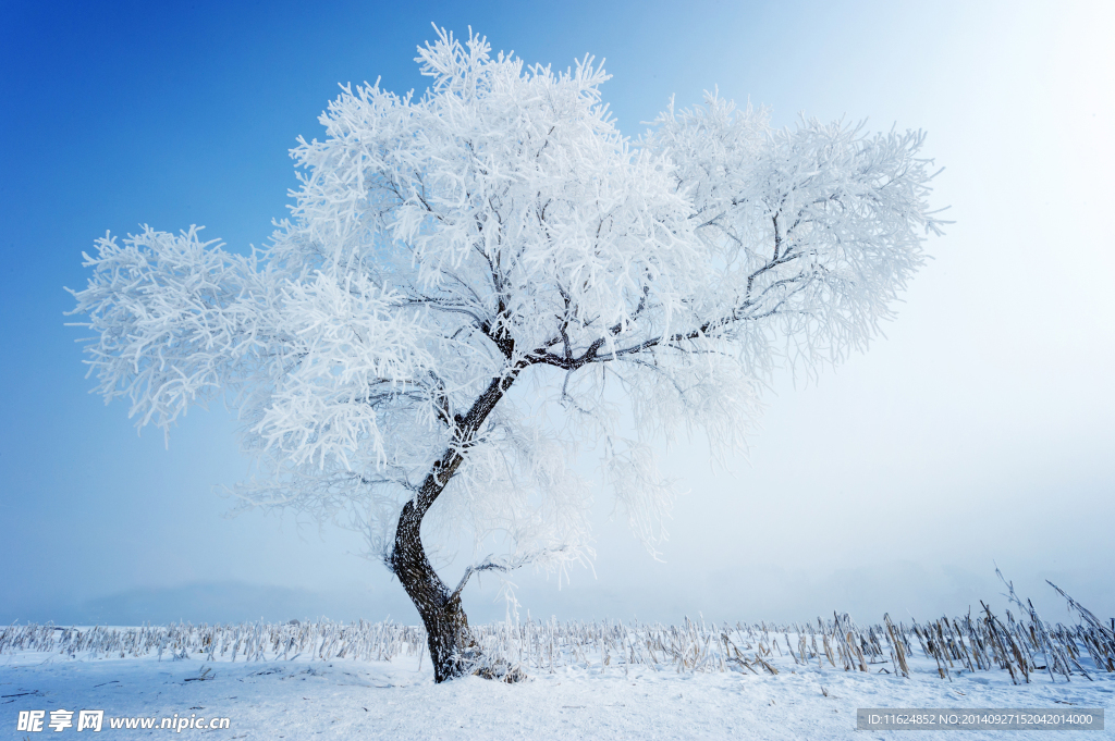 雪景