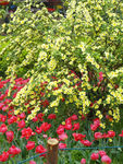 鲜花