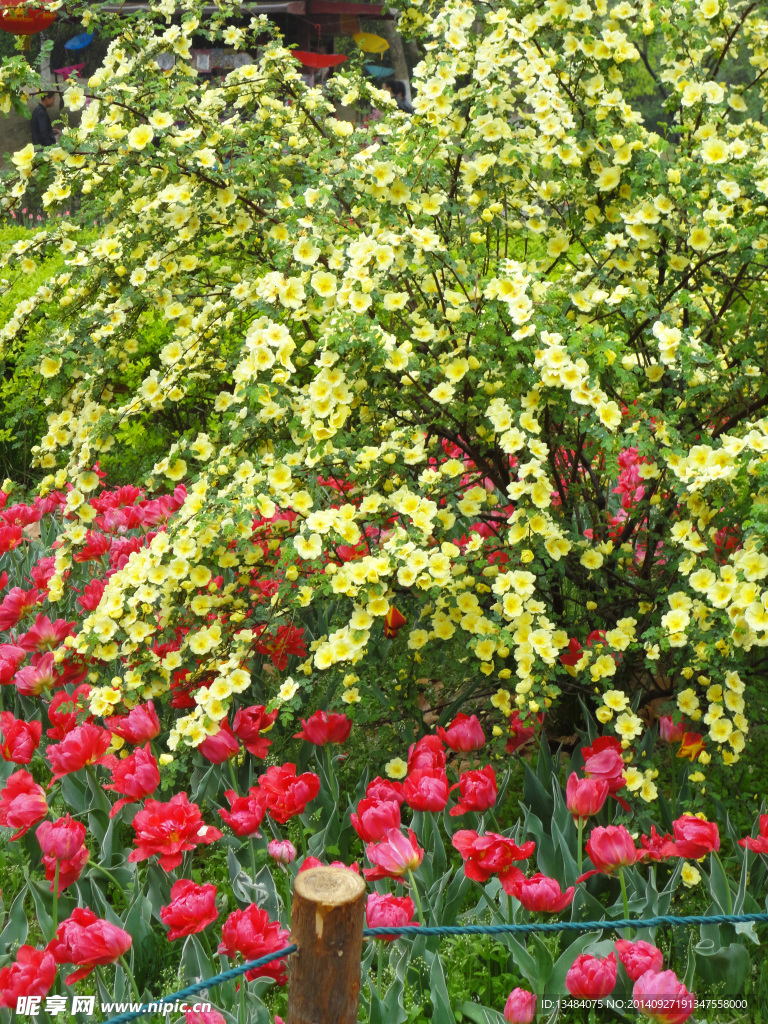 鲜花