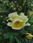 山茶花
