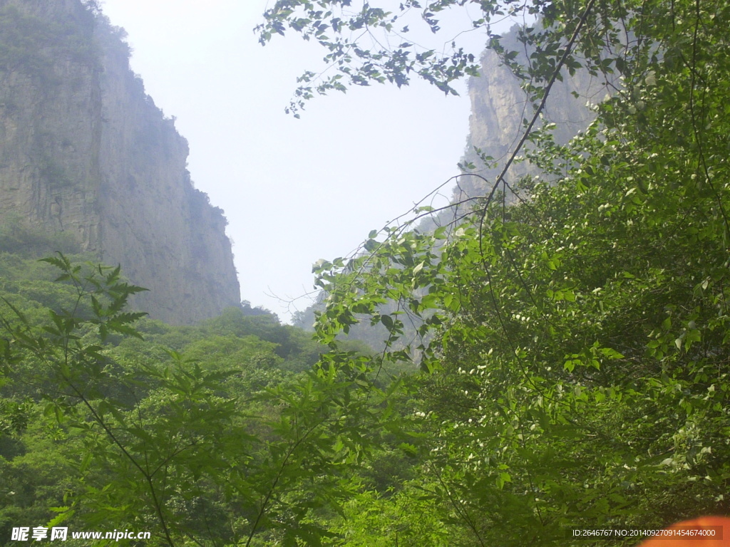 云台山 山树景