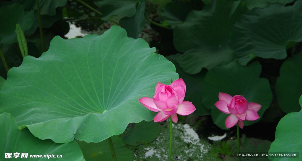 荷花