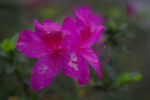 杜鹃花