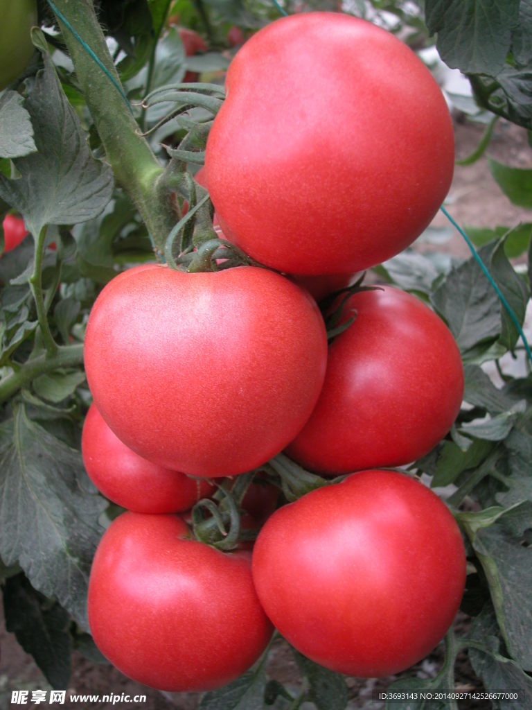 粉果番茄