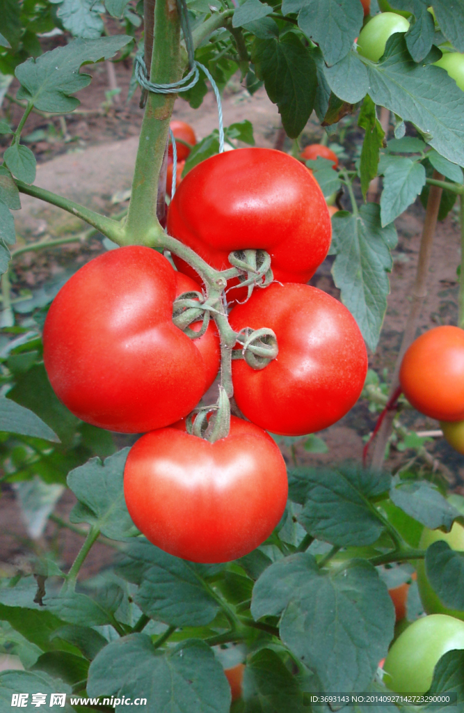 大红番茄