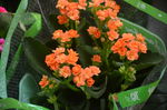 长寿花