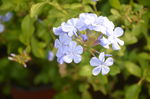 蓝雪花