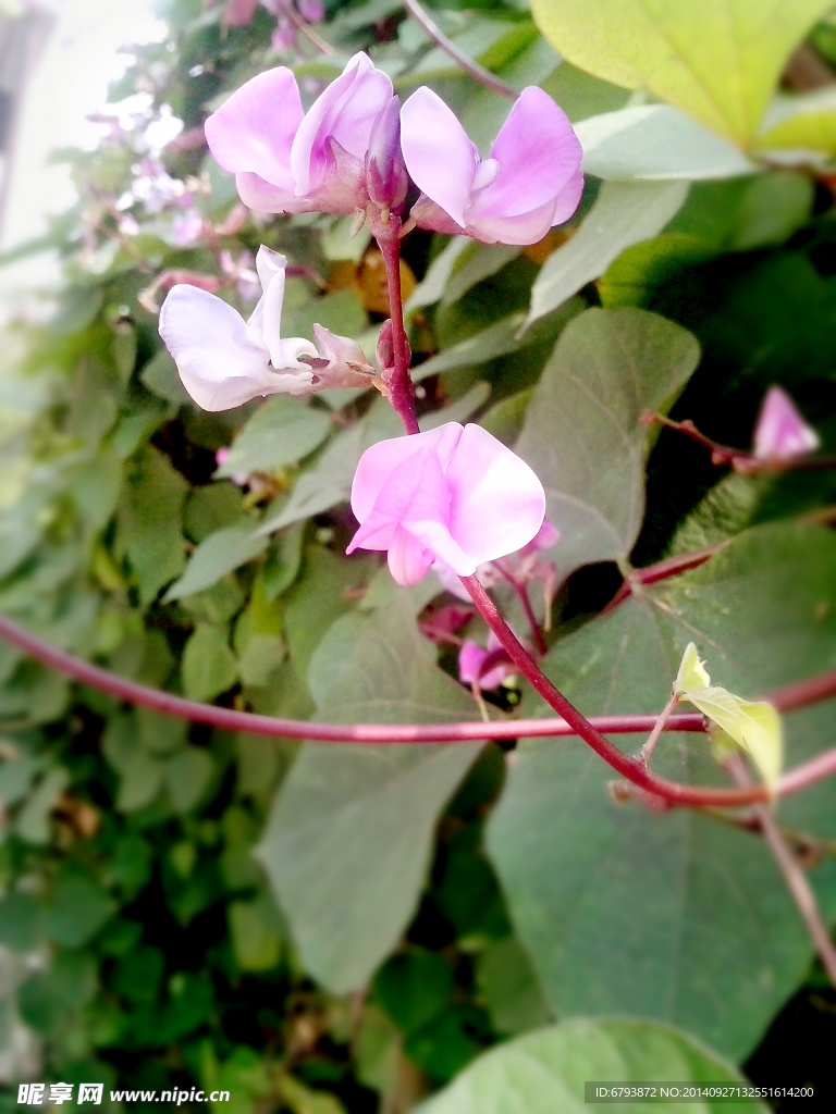 红豆花