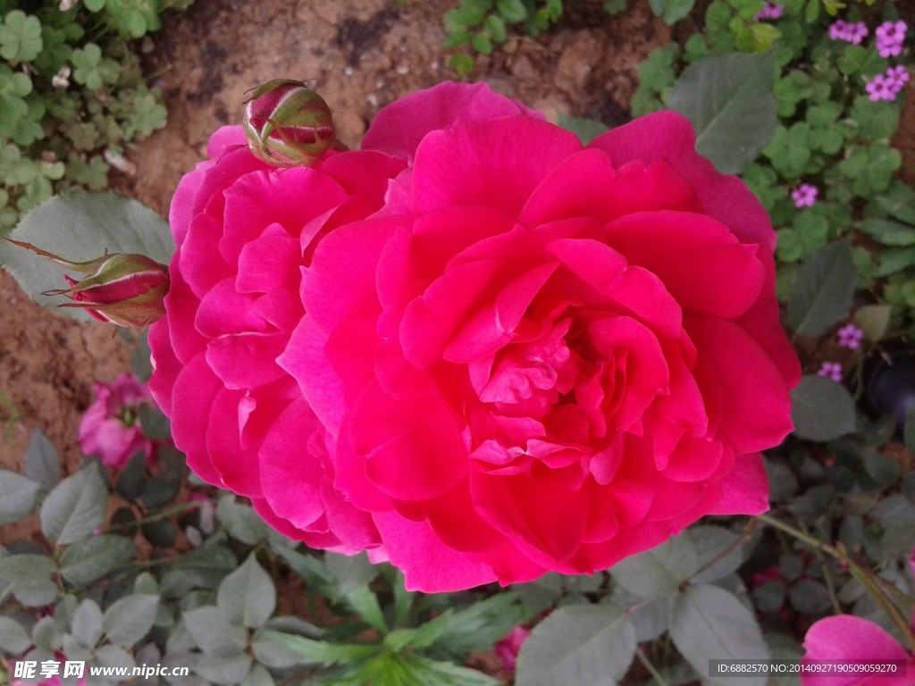 鲜花