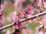 蜜蜂