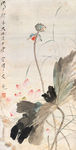 荷花翠鸟