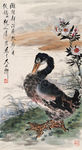 绿鸭蜀葵