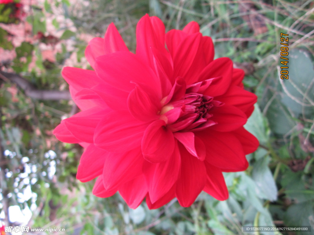 红花