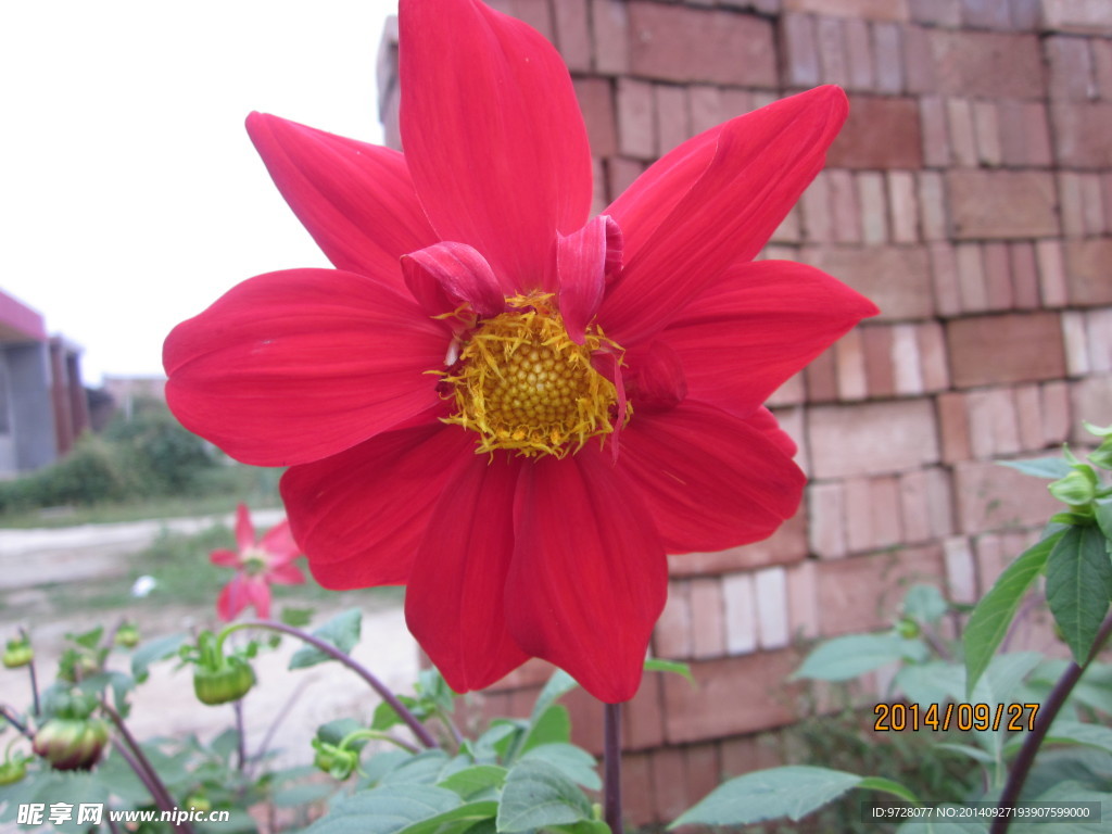 红花