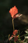 植物特写