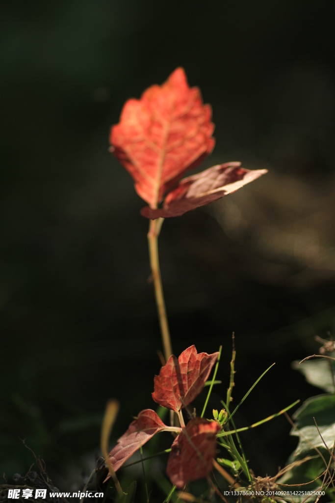 植物特写