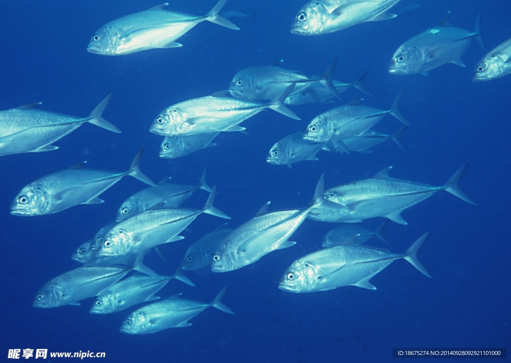 海洋生物