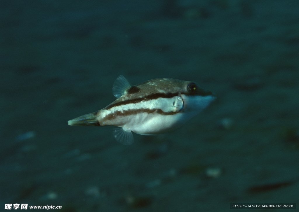 海洋生物