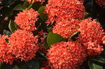 龙船花