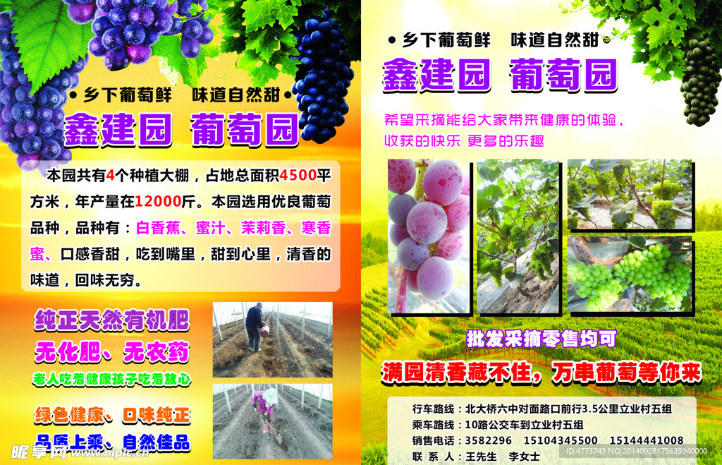 葡萄